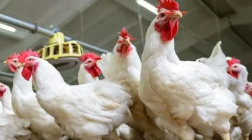 أسعار الفراخ البيضاء والساسو ترتفع اليوم الجمعة 19 ديسمبر 2025 وتأثيرها على السوق المحلي